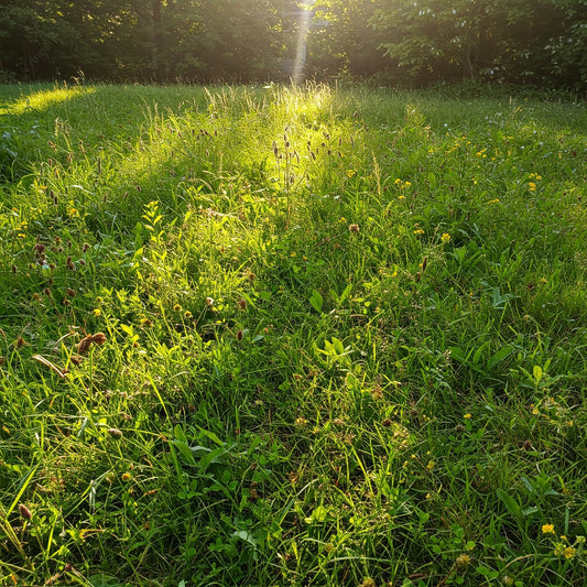 What’s the Easiest Way to Clear a Large Area of Weeds?